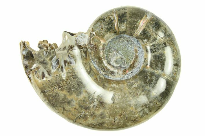 Polished, Sutured Ammonite (Argonauticeras) Fossil - Madagascar #287576